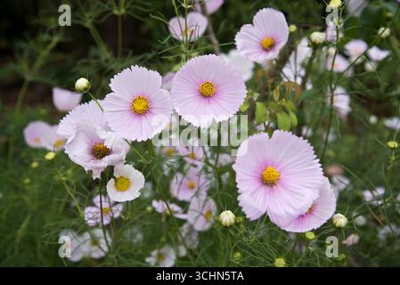 Cosmos bipinnatus « Cupcakes Blush » (série Cupcakes) Banque D'Images