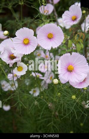 Cosmos bipinnatus « Cupcakes Blush » (série Cupcakes) Banque D'Images
