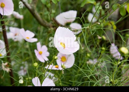 Cosmos bipinnatus « Cupcakes Blush » (série Cupcakes) Banque D'Images