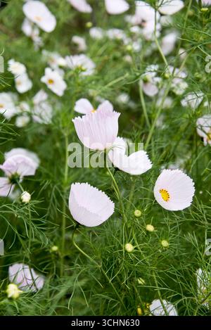 Cosmos bipinnatus « Cupcakes Blush » (série Cupcakes) Banque D'Images
