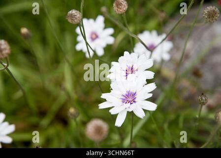 Catananche caerulea Alba Banque D'Images