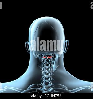 Cette illustration 3d montre la position anatomique des muscles inférieurs de l'obliquus capitis sur le corps de radiographie Banque D'Images