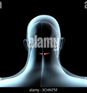 Cette illustration 3d montre une vue des muscles inférieurs de l'obliquus capitis sur la musculature de rayons X. Banque D'Images
