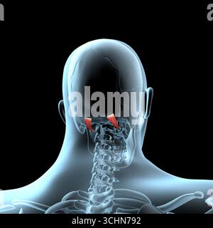 Cette illustration 3d montre la position anatomique des muscles supérieurs de l'obliquus capitis sur le corps de radiographie Banque D'Images