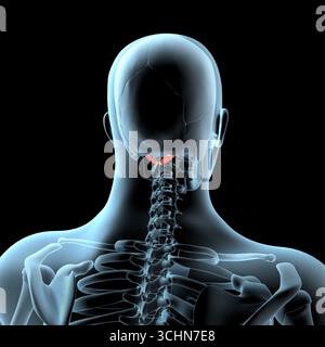 Cette illustration 3D montre la position anatomique des muscles principaux postérieurs de l'obliquus droit sur le corps radiographique Banque D'Images