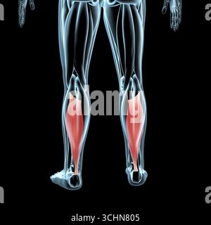 Cette illustration 3d montre une vue des muscles soléaires sur la musculature de rayons X. Banque D'Images