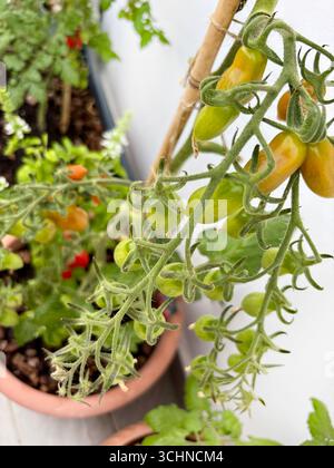 Plant de tomate cultivé en pot sur le balcon. Concept de jardinage. Directement au-dessus. Banque D'Images