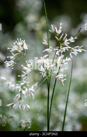 Luzula nivea, Snowy Wood Rush Banque D'Images