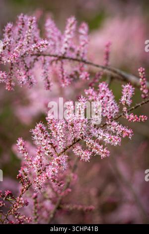 Tamarix tetranda, Tamarisk Banque D'Images