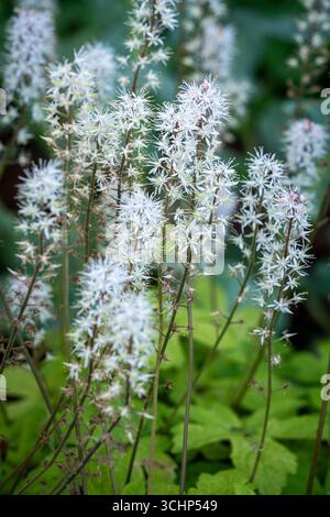 Tiarella 'Spring Symphony' Banque D'Images