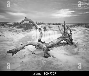 Un arbre déchu gravement altéré dans les dunes de sable de Hunting Island, Caroline du Sud. Image noir et blanc de format moyen. Banque D'Images