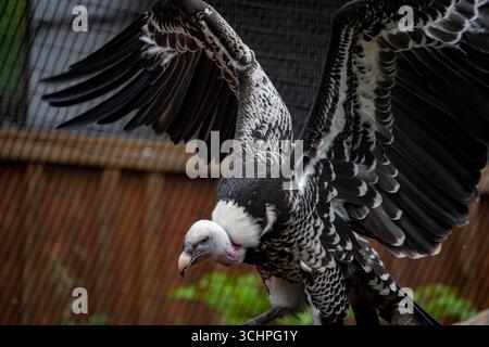Le vautour du griffon de Rüppell (Gyps rueppelli), une espèce de vautours nommée d'après Eduard Rüppell. Banque D'Images