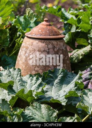 Pot de forçage traditionnel à la rhubarbe altérée à couvercle pour blanchir les tiges au milieu du feuillage de rhubabrb Banque D'Images