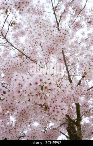 Prunus × yedoensis Somei-Yoshino, cerise à fleurs japonaise, cerise du Potomac, cerise de Tokyo, Prunus Yoshino, Yoshino cerise, fleurs simples teintées de rose Banque D'Images