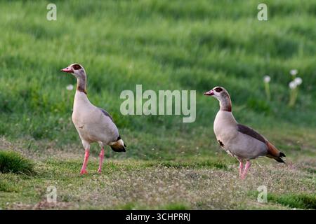 Oies égyptiennes, Alopochen aegyptiaca dans le pré, gros plan. Paire, mâle avec femelle.Looking pour la nourriture au crépuscule. Dubnica nad Vahom Slovaquie Banque D'Images