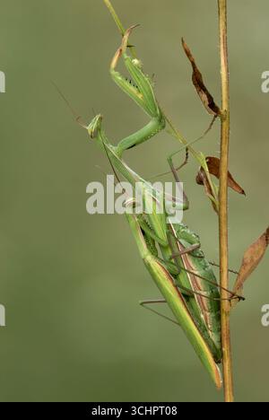 Mantis religiosa en prière, Mantis religiosa s'accouple dans le pré. Femelle plus grande et mâle plus petit. Assis sur une herbe sèche. Dans la rosée du matin. Bodovka, Slovaquie Banque D'Images