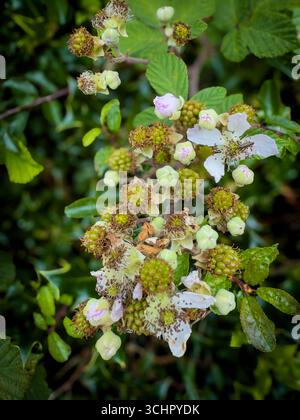Les débuts de la saison des mûres, une branche avec des bourgeons de fleurs et de baies vertes côte à côte Banque D'Images