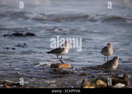 Grey Plover en plumage hivernal sur le rivage à marée basse Banque D'Images