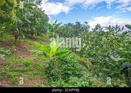 Plantation d'avocats luxuriante à Popayán, Cauca, présentant une verdure vibrante sous un ciel bleu vif. Banque D'Images