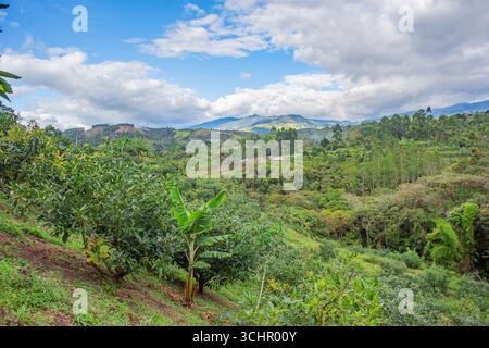 Une vue panoramique d'une plantation d'avocats à Popayán, Cauca, Colombie, entourée de collines verdoyantes et d'un beau ciel. Banque D'Images