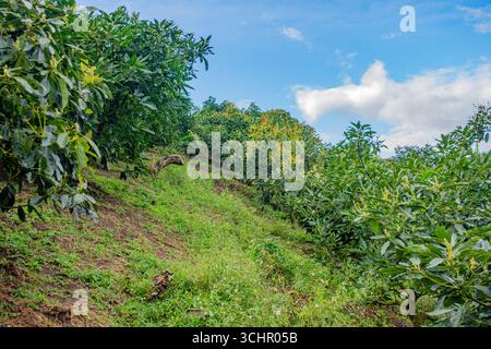 Une vue panoramique d'un verger d'avocats à Popayán, Cauca, mettant en valeur des arbres verdoyants sous un ciel bleu vif. Banque D'Images