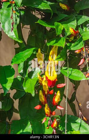Gros plan de fleurs colorées et de feuilles vertes luxuriantes trouvées à Popayán, Cauca, Colombie, mettant en valeur la beauté et la biodiversité de la nature. Banque D'Images