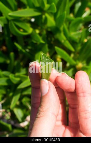Carpobrotus acinaciformis, espèce envahissante à Florianopolis, Brésil Banque D'Images