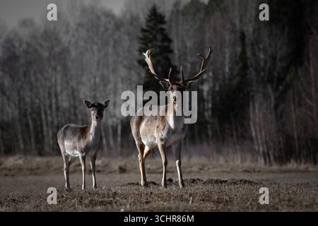 Un fier cerf mâle avec de grands bois se tient à côté d'une femelle dans un pré tranquille, encadré par une forêt sombre et sombre en arrière-plan. Leur posture est calme Banque D'Images
