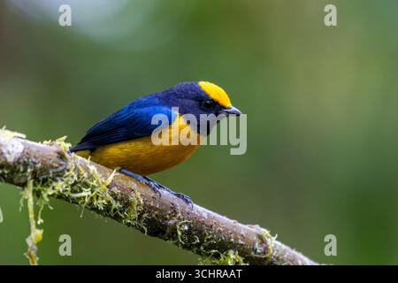 Euphonia mâle à ventre orange - Euphonia xanthogaster, perché sur une branche dans la forêt nuageuse de Mindo, Équateur. Banque D'Images
