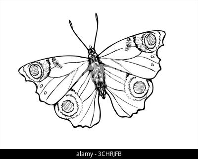 Papillon oeil de paon avec des taches sur les ailes vecteur dessin de contour isolé. Insecte volant dessiné à la main dans le style croquis noir. Gravure monochrome des mites Illustration de Vecteur