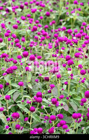 Fleurs d'été violettes de la plante annuelle Gomphrena globosa ou globe amarante UK jardin août Banque D'Images