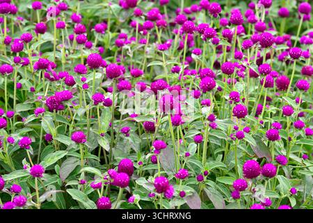 Fleurs d'été violettes de la plante annuelle Gomphrena globosa ou globe amarante UK jardin août Banque D'Images