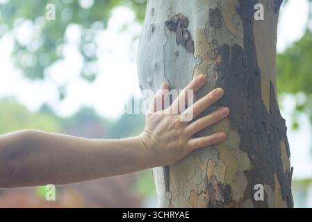 Gros plan d'une main mâle touchant doucement l'écorce de l'arbre d'eucalyptus. Connexion humaine avec la nature, thérapie forestière, ancrage émotionnel et détox numérique Banque D'Images