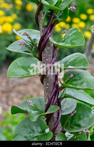Feuilles brillantes et fleurs roses d'été de Twining Tender Vegetable Basella alba, alias épinards de Ceylan ou épinards malabar Banque D'Images