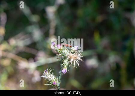 Insecte Assassin rouge sur une fleur dans la nature verte Banque D'Images
