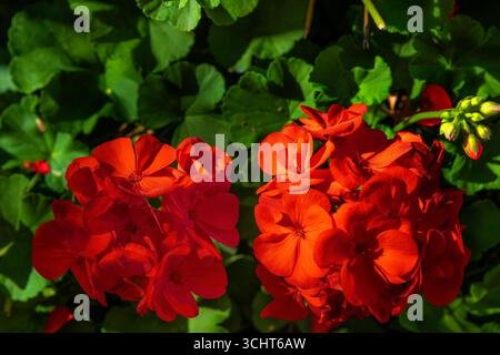 De belles grappes de fleurs de géranium rouge en pleine floraison avec de riches feuilles vertes luxuriantes remplissent le fond de cette photographie clos Up. Banque D'Images