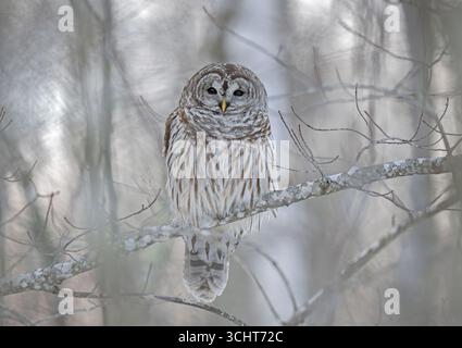 Chouette barrée (Strix varia). Janvier dans le parc national Acadia, Maine, États-Unis. Banque D'Images