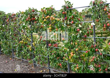 Pommiers d'été cultivés en espalier Malus domestica culture Royaume-Uni jardin clos août Banque D'Images