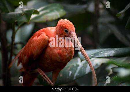 Le Scarlet Ibis, parfois appelé le Red Ibis (Eudocimus ruber). Banque D'Images