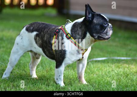 Bouledogue français avec manteau noir et blanc se dresse sur l'herbe verte portant un harnais coloré, profitant de l'air frais et des loisirs en plein air lors d'une chaude journée d'été Banque D'Images