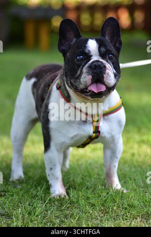 Bouledogue français avec manteau noir et blanc se dresse sur l'herbe verte portant un harnais coloré, langue dehors, profiter de l'air frais et des loisirs en plein air sur une guerre Banque D'Images