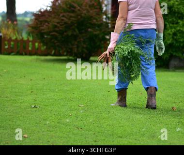 Femme en pantalon bleu et chemise rose marchant à travers la pelouse verte tenant des carottes fraîchement récoltées avec des dessus feuilles, portant des gants et des bottes en caoutchouc à rur Banque D'Images