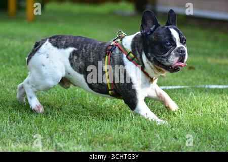Bouledogue français ludique à la fourrure noire et blanche court énergiquement à travers l'herbe verte portant un harnais coloré, la langue dehors, en profitant du plaisir en plein air et Banque D'Images