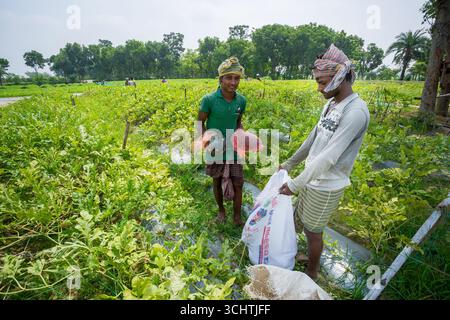 Bangladesh – 20 mai 2019 : des agriculteurs ramassent des fruits de bébé melon sucré dans les vergers de Jibannagar, district de Chuadanga. Banque D'Images