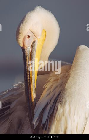Le lac Kerkini en Grèce est un endroit idéal pour voir des pélicans dalmates, des oiseaux majestueux et rares avec des crêtes bouclées et d'énormes ailes. Le rêve d’un ornithologue ! Banque D'Images