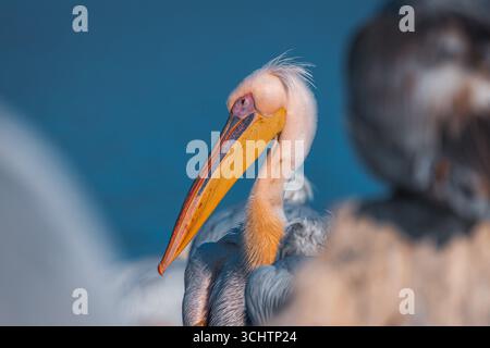 Le lac Kerkini en Grèce est un endroit idéal pour voir des pélicans dalmates, des oiseaux majestueux et rares avec des crêtes bouclées et d'énormes ailes. Le rêve d’un ornithologue ! Banque D'Images