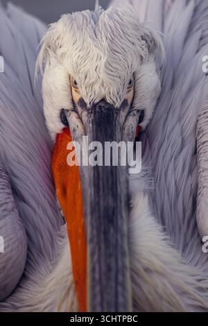 Le lac Kerkini en Grèce est un endroit idéal pour voir des pélicans dalmates, des oiseaux majestueux et rares avec des crêtes bouclées et d'énormes ailes. Le rêve d’un ornithologue ! Banque D'Images