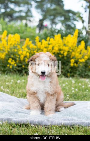Peluche mignonne Sheltie Canodle Puppy Banque D'Images