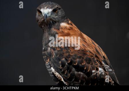 Le faucon variable (Geranoaetus polyosoma) est une espèce polymorphe d'oiseau de proie de la famille des Accipitridae. Banque D'Images