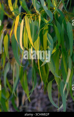 Photo de la lumière du soleil filtrant à travers des feuilles vertes luxuriantes d'eucalyptus sur Chypre Banque D'Images